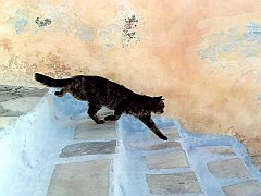 Gatti (227)